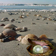 pearl on beach